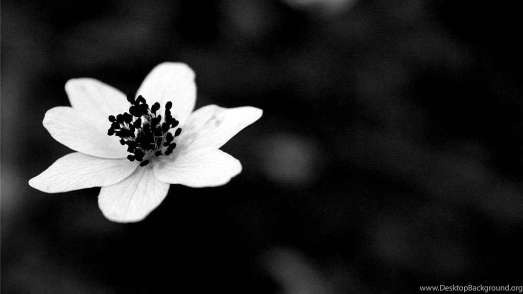 Black Flower, White, 1920x1080 HD Wallpapers And FREE Stock Photo