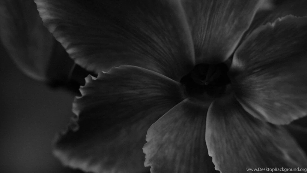 Flowers Black Backgrounds