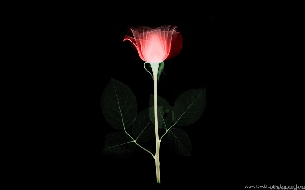 Download Black Flowers Wallpapers 1920x1200