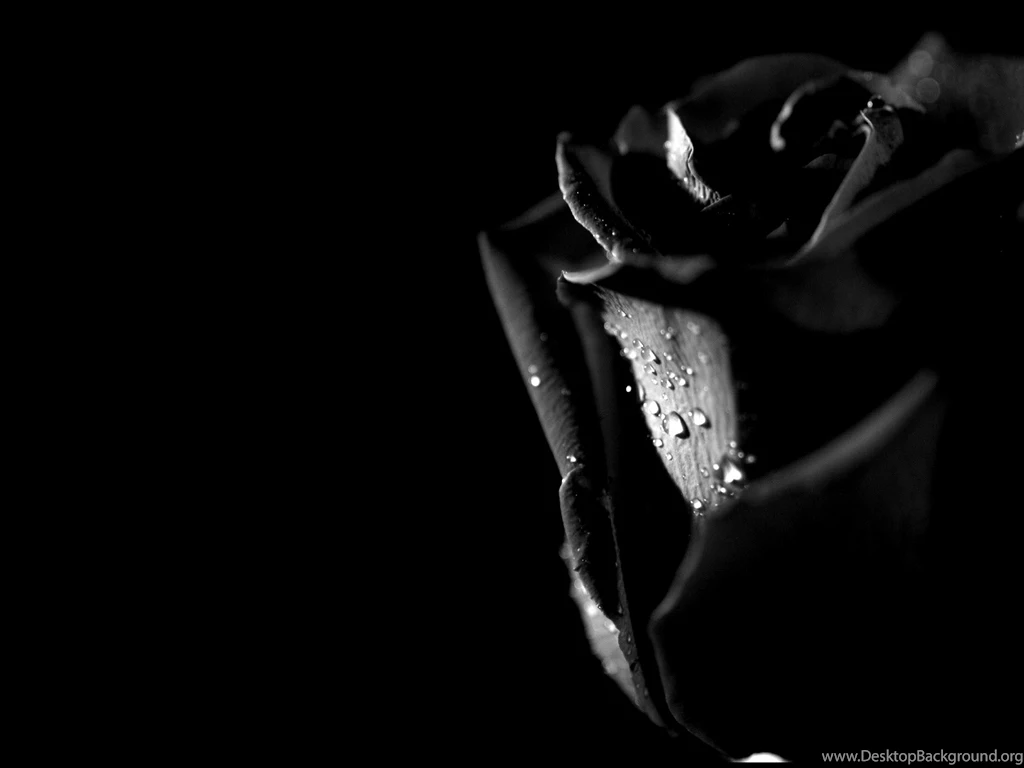 Black Flower Rose Wallpaper HD