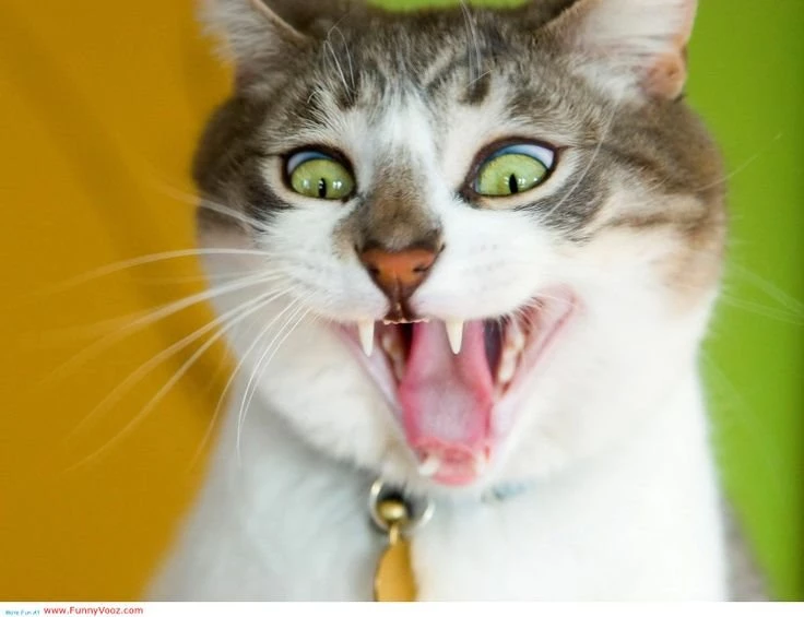 Funny Wallpapers For My Desktop