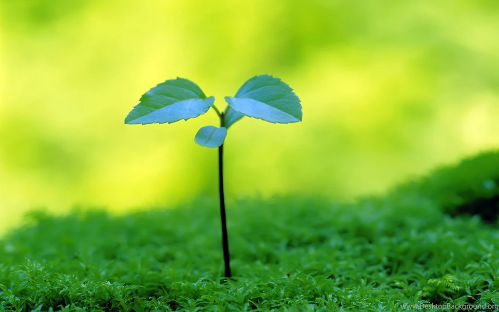 Nature, Wallpapers, Pictures, Beautiful, Plant, Green, Scenery ...