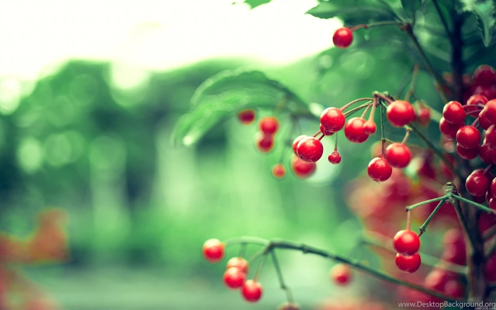 Plant Computer Wallpapers, Desktop Backgrounds