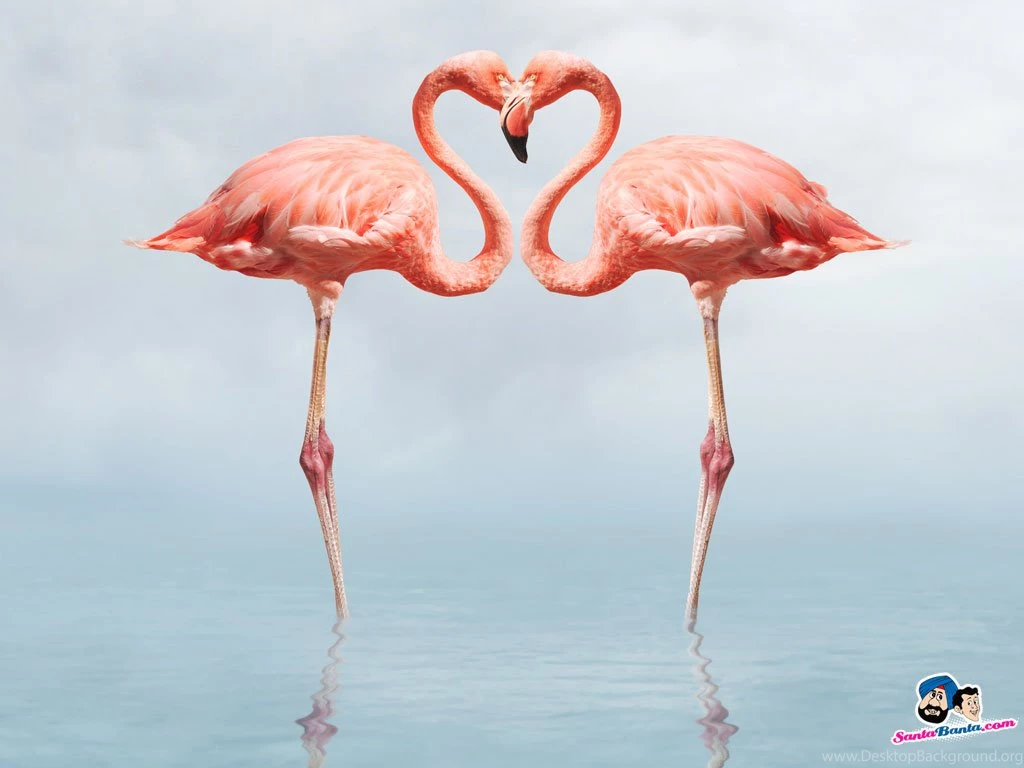 Flamingos Birds Wallpapers