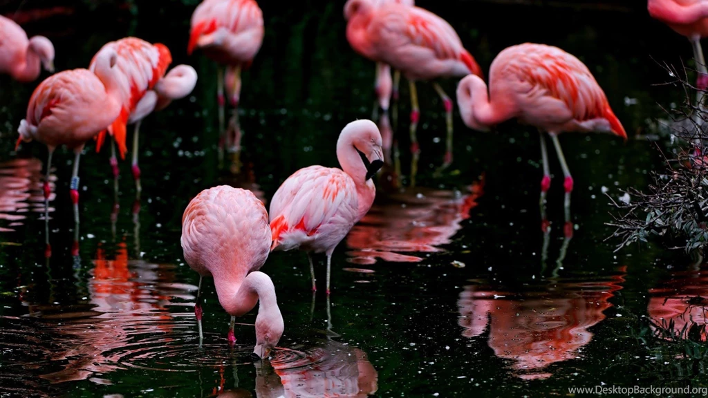 Flamingos HD Wallpapers Free HD Wallpapers Download Flamingos HD ...