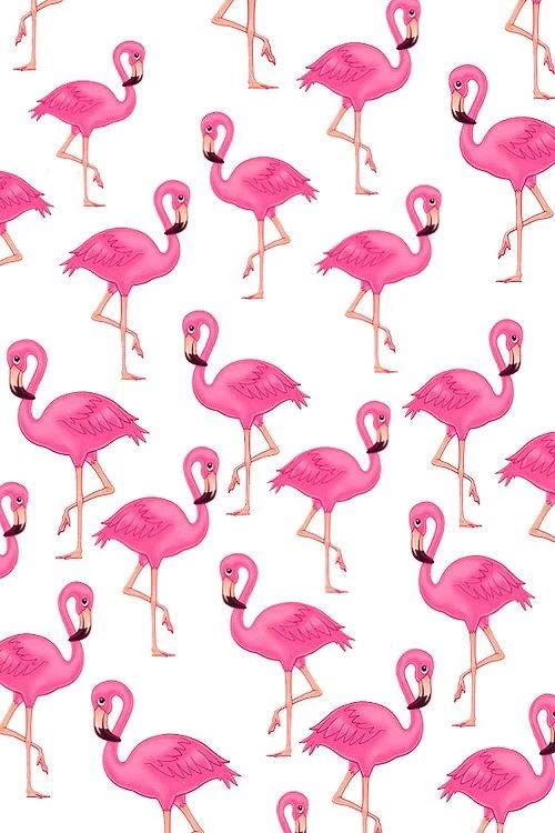Flamingo Pelican Backgrounds Wallpapers Pink