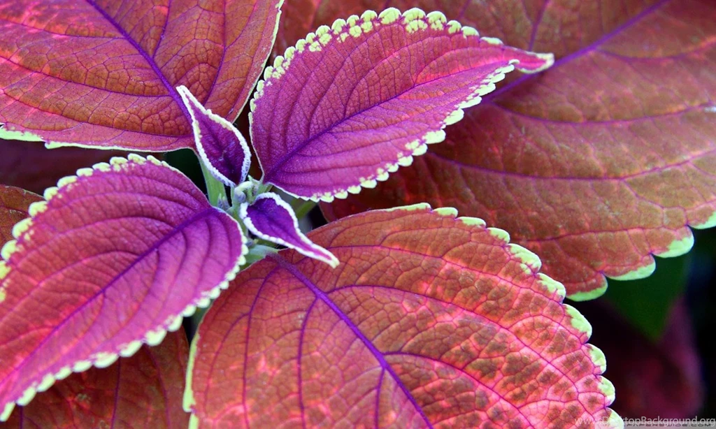 Purple Plant HD Desktop Wallpapers : Widescreen : High Definition ...