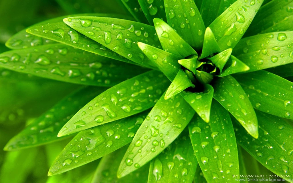 Wallpapers Tropical Green Plant Let Eye Go Travelling 1280x800 ...