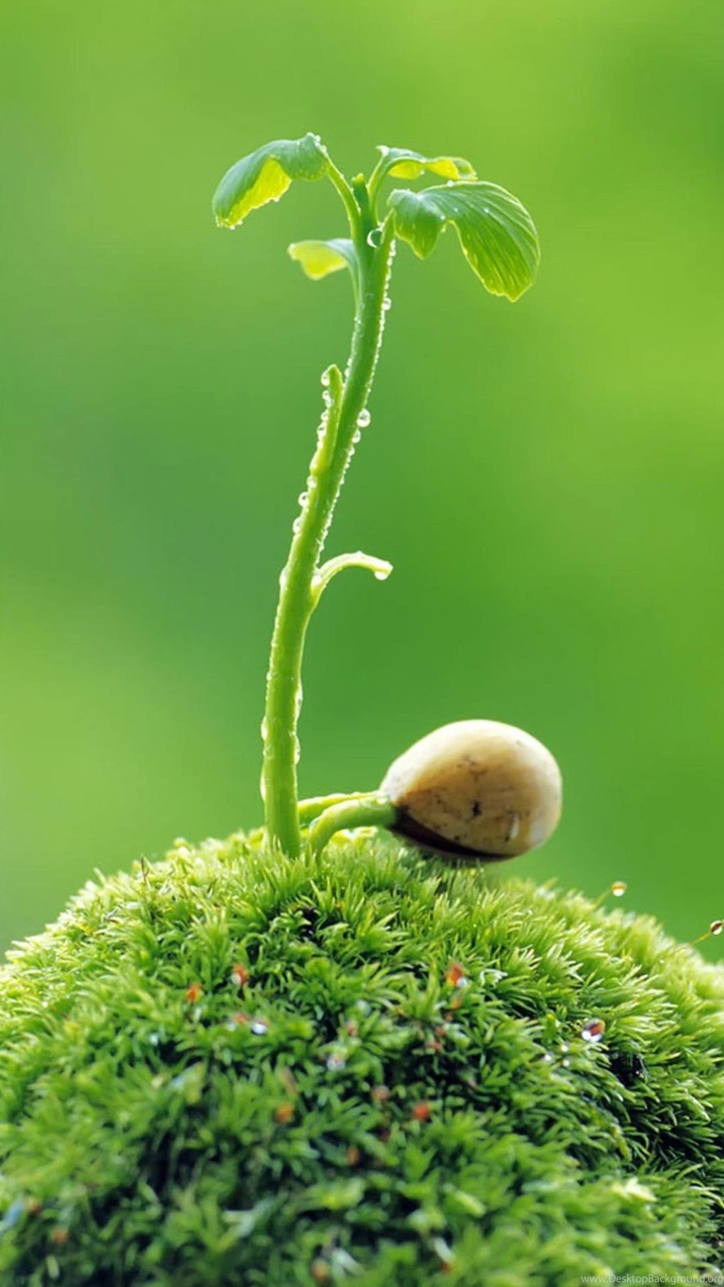 HTC One Max Plant Wallpapers HD 04, HTC One Wallpapers HD