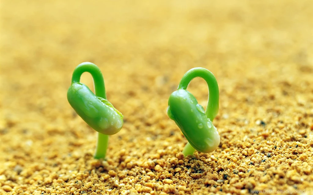 Plant Wallpapers, Images, Photos, Pictures & Pics