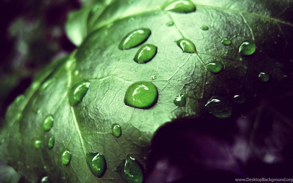 Dew On A Summer Morning Plants HD Photography Wallpapers 3 - Plant ...