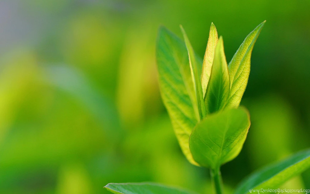 Green Plant Free Download Image