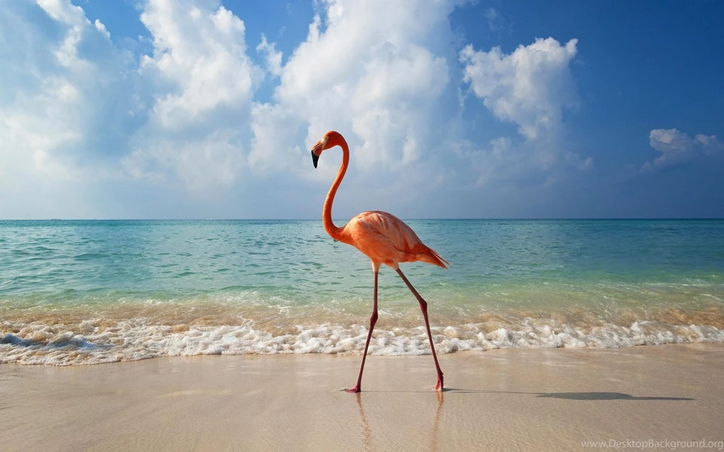 Flamingos Birds Wallpapers