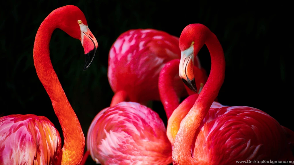 Flamingos Wallpapers