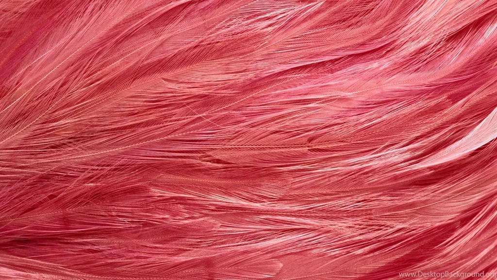 Feathers Flamingos Wallpapers