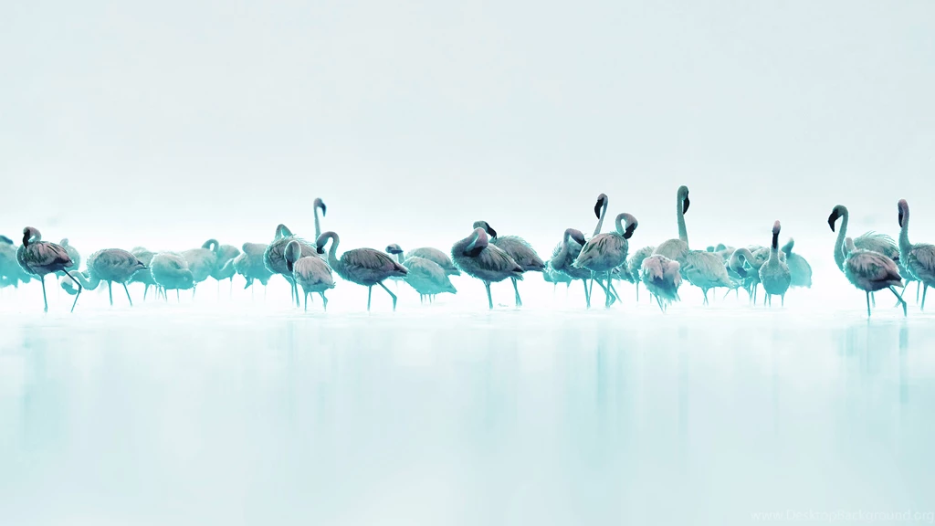 Blue Flamingos Birds Fantasy Wallpapers
