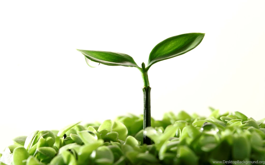 Newborn Plant Free Desktop Hd Wallpapers