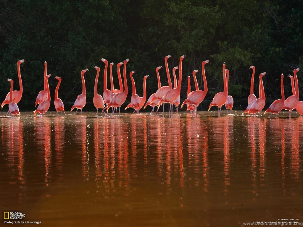 Flamingos Photo Gallery Pictures, More From National ...
