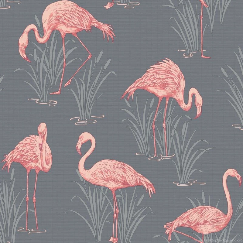 Flamingos Pink Wallpapers