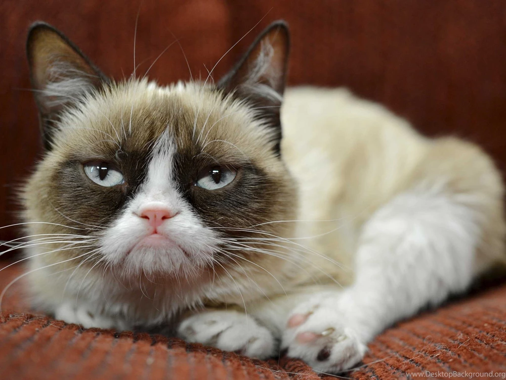 5 Magic Grumpy Cat Screensavers HD Wallpapers HD Wallpapers Galeries