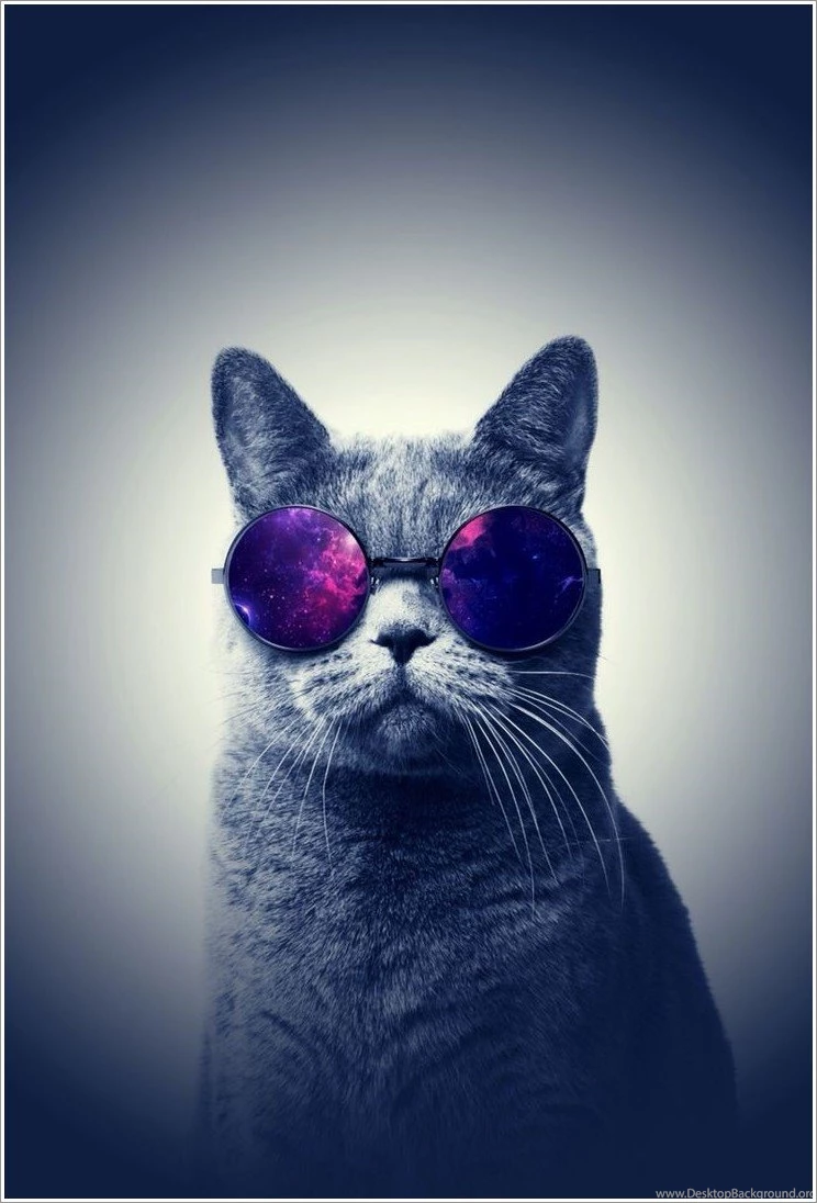 Cat Phone Screensavers HD Wallpapers Galeries
