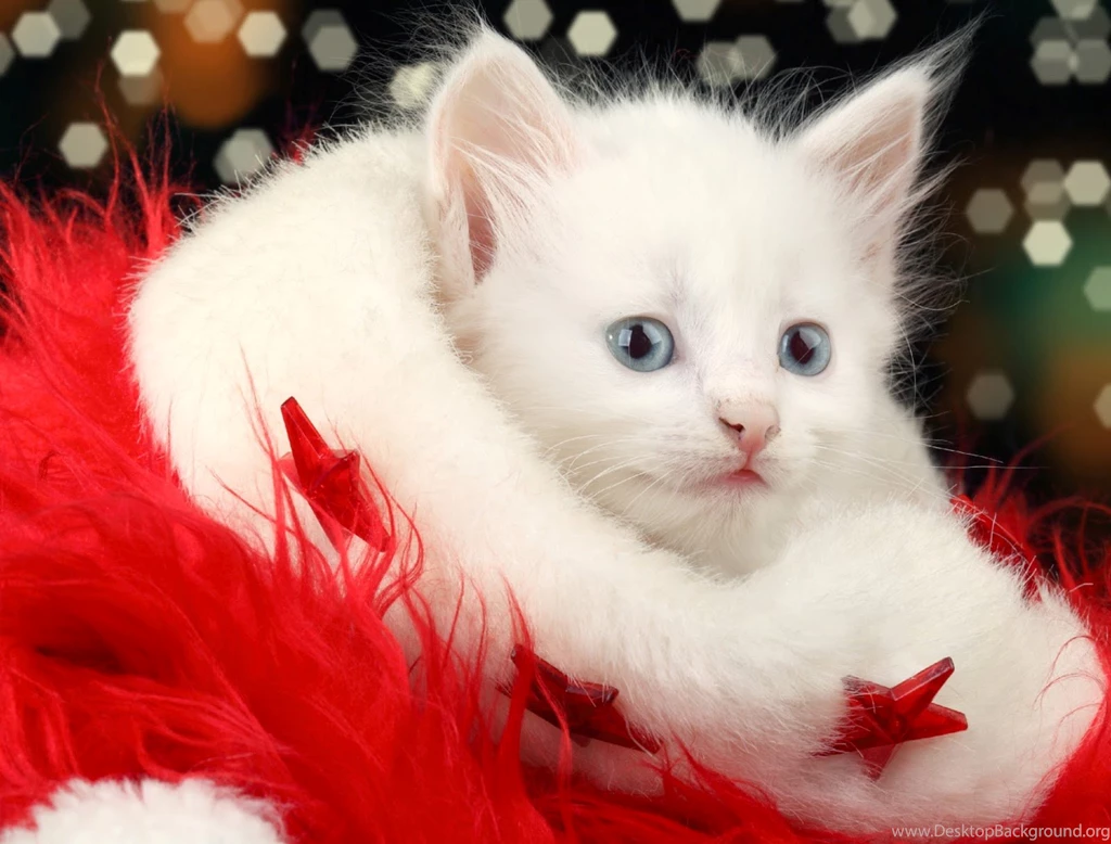 Merry Christmas Wallpapers (⊙.⊙(◉̃_᷅◉)⊙.⊙) For Whatsapp ...