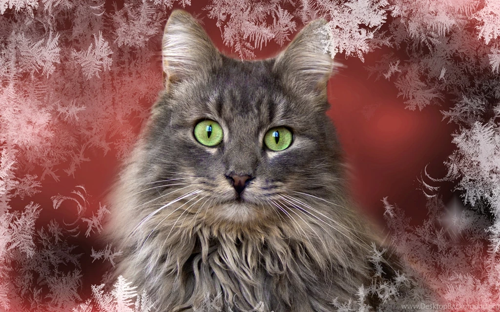 Cats: Cat Frosted Window Christmas Merry Best Holidays Happy Hope ...