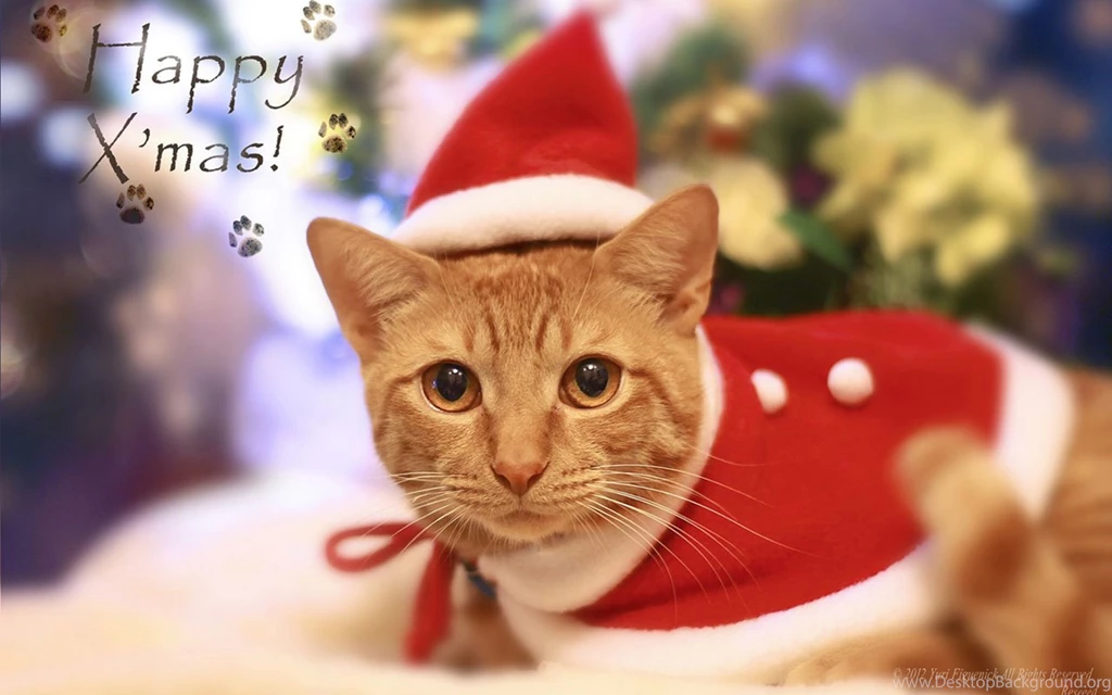 Christmas Cute Cat HD Wallpapers 5   Holiday Wallpapers   Free ...