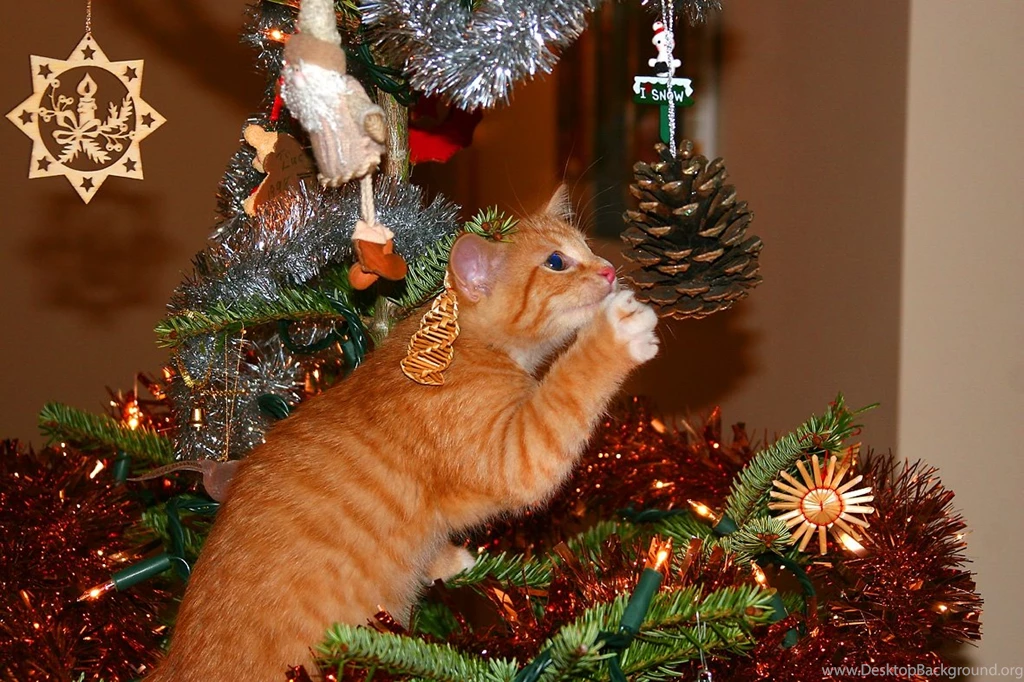 Cats Christmas Cat Tree Pinecones Paws Cute Sparky High Quality ...