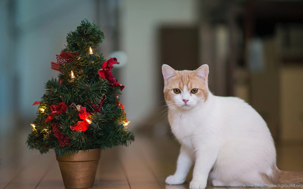 Cats: Christmas Cat Tree Paws Cute Lights Desktop Photos HD ...