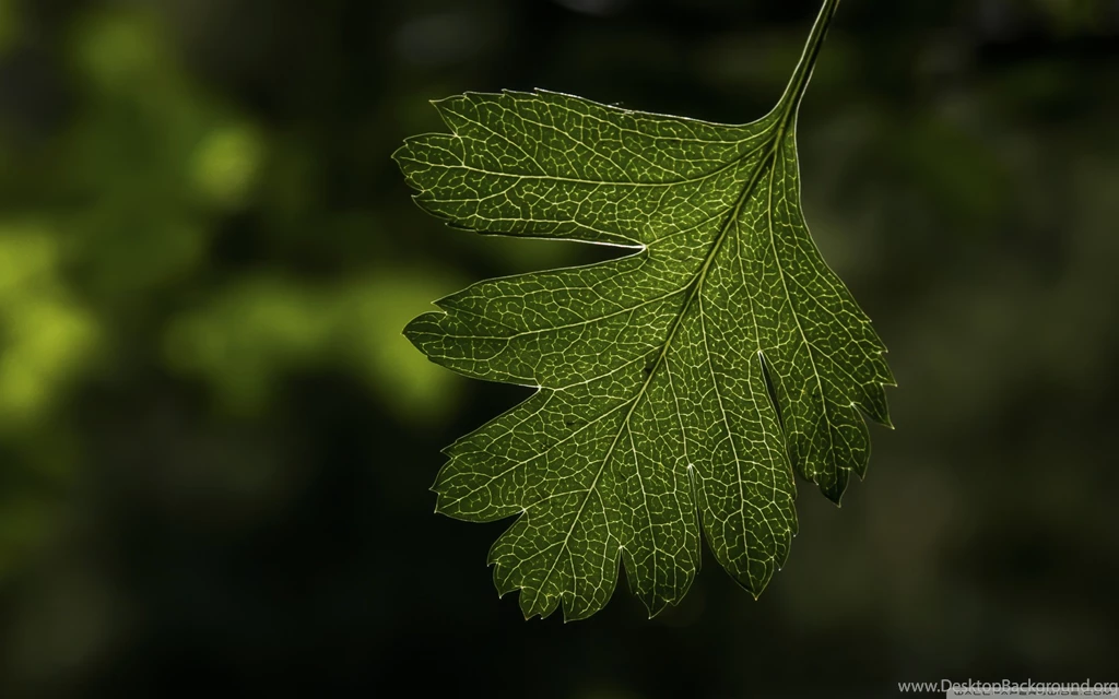 Hawthorns_leaf wallpaper 2560×1600 WideWallpaper.info