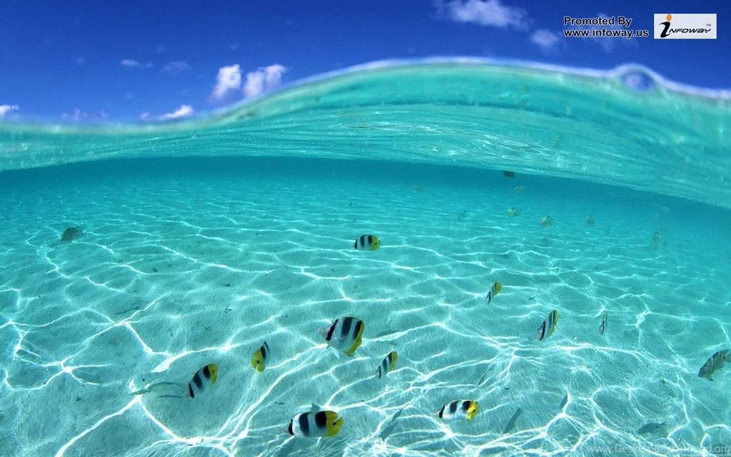 Ocean HD Fish Photo 136 Of 272