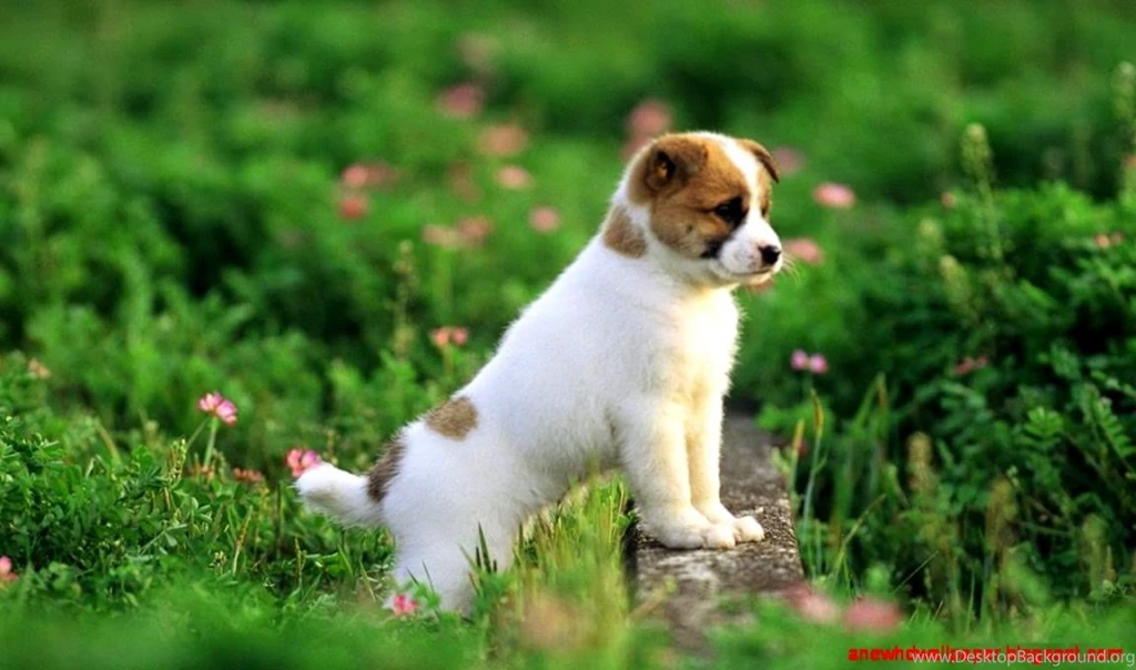 Baby Animals Hd Wallpapers Free Download Desktop Background Baby Animals Hd Wallpapers Free Download Desktop Background
