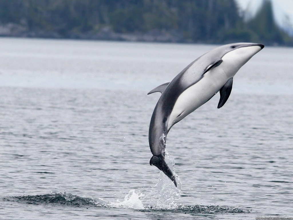 Desktop Wallpapers » Animals Backgrounds » Dusky Dolphin, New ...