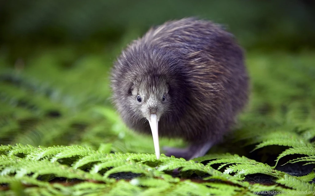 New Zealand, Bird, Birds, Animals, 1920x1200 HD Wallpapers And FREE ...
