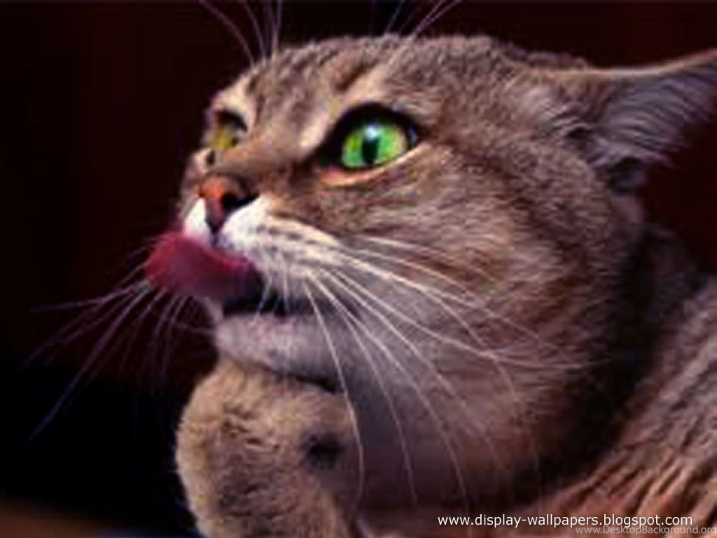 New Animals Funny Wallpapers Collection