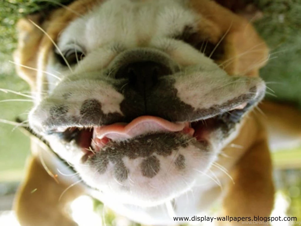 New Animals Funny Wallpapers Collection