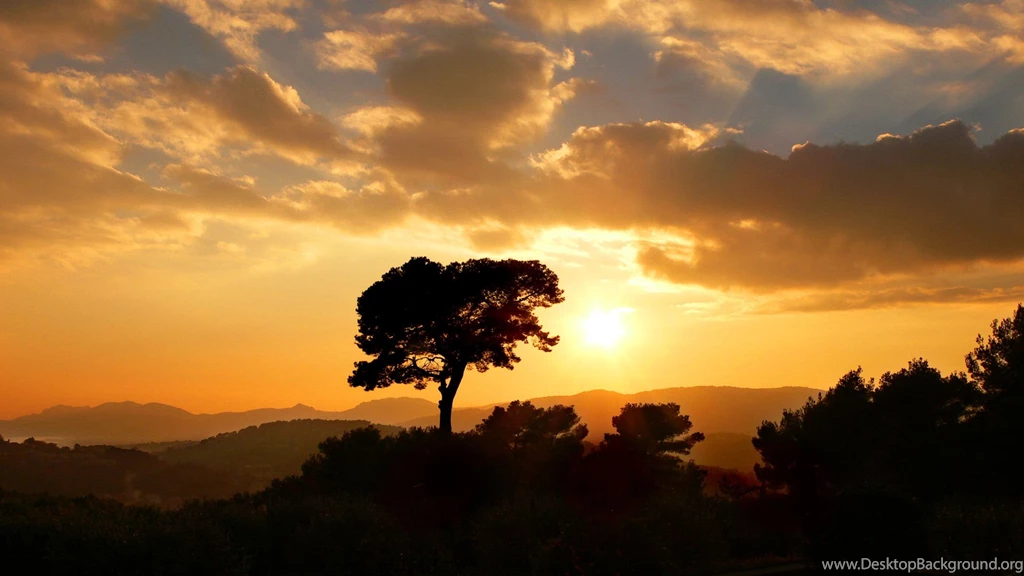Lone Tree At Sunset Wallpapers