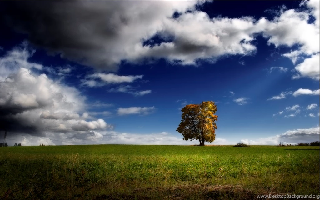 Round Lonely Tree Wallpapers