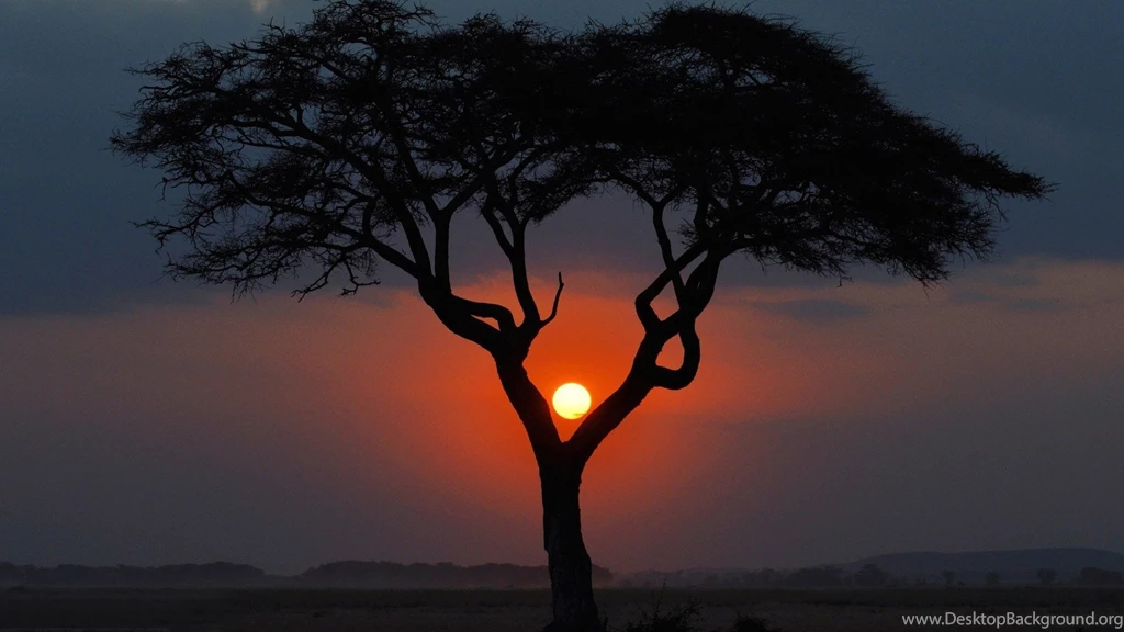Sunset Behind A Lone Tree HD Mind blowing Wallpapers Free HD ...
