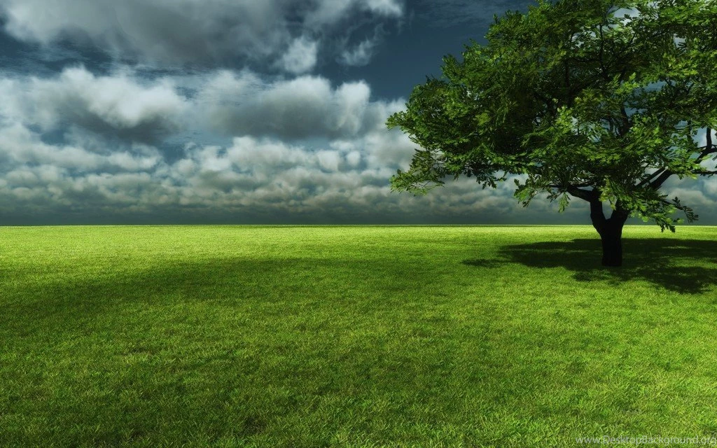 Tree Green Fields Wallpapers