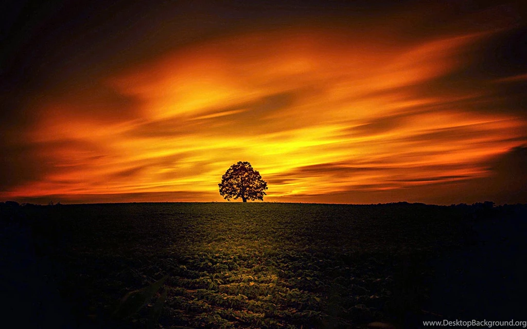 Sunset On Lone Tree (