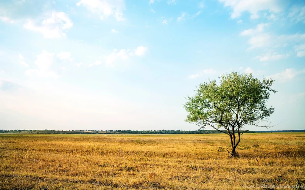 Lone Tree & Golden Field Wallpapers