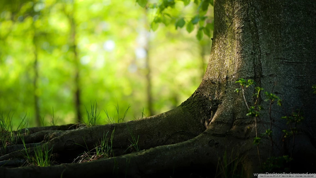 Download Tree Trunk And Roots Wallpapers 1920x1080