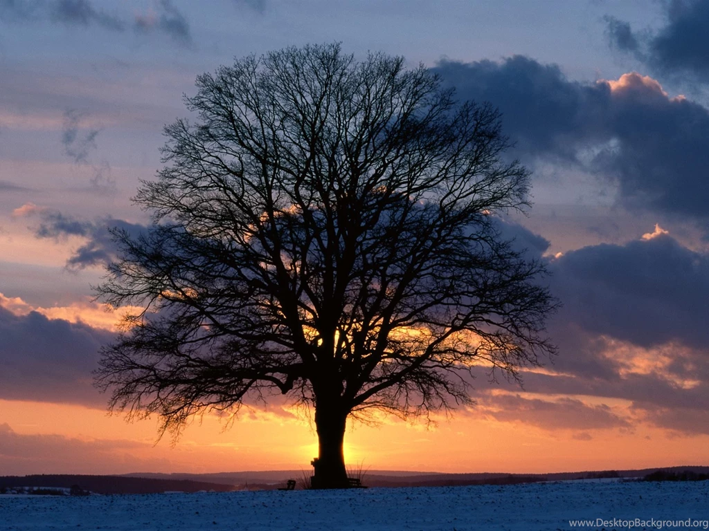 Lone Tree At Sunset Wallpapers