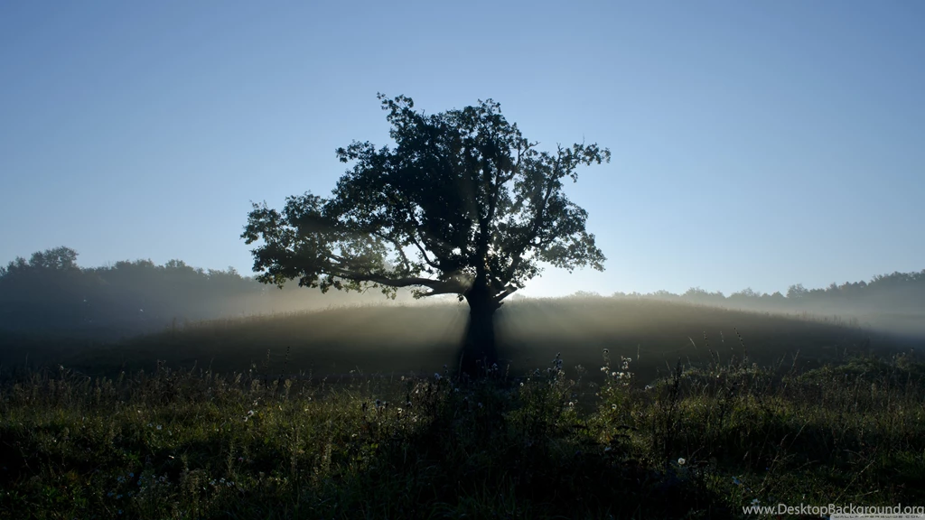 Lone Tree HD Desktop Wallpapers : Widescreen : Fullscreen : Mobile ...