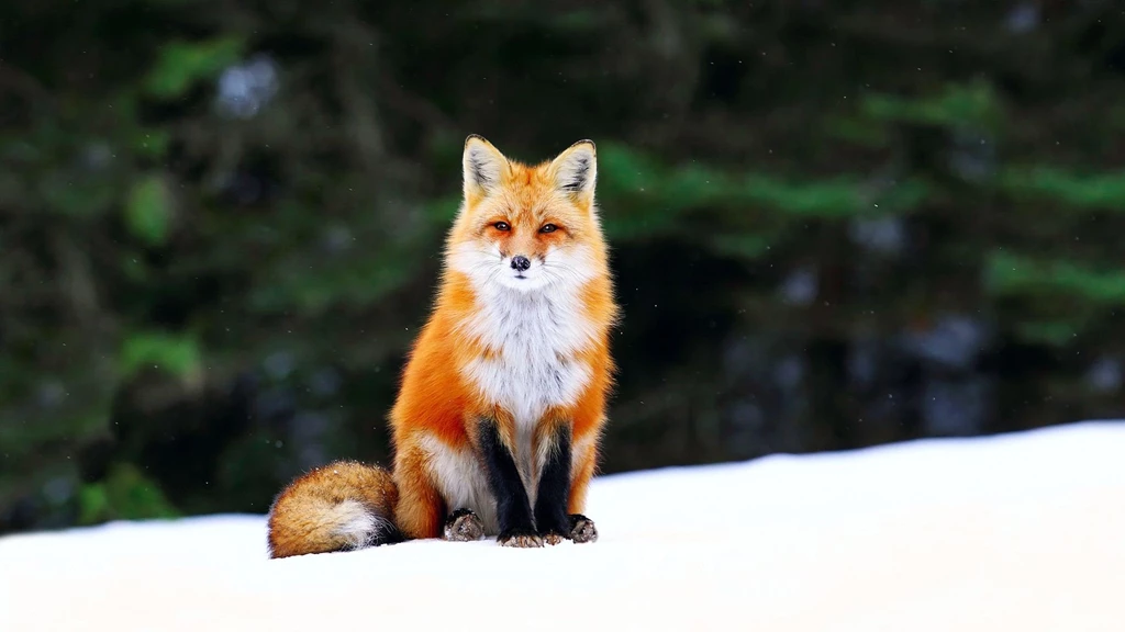 Fox Wallpapers