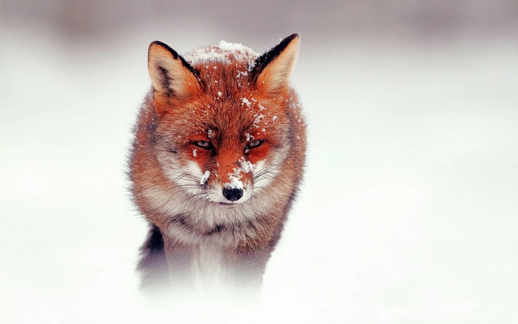 Red Fox Wallpapers Wallpapers Cave