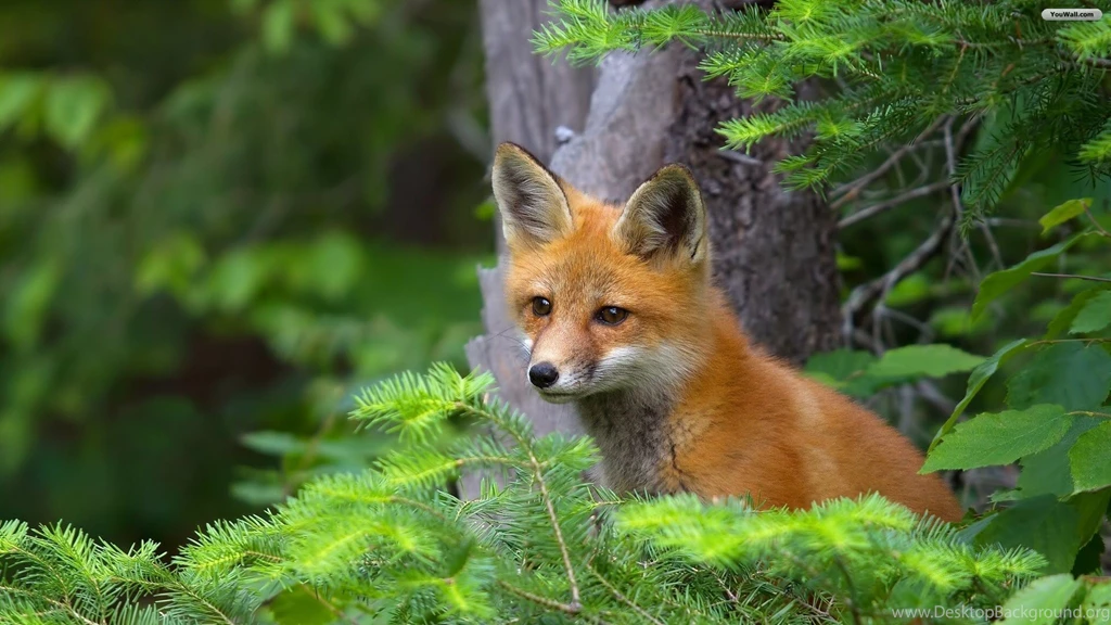 YouWall   Cute Red Fox Wallpapers   Wallpaper,Wallpapers,Free ...