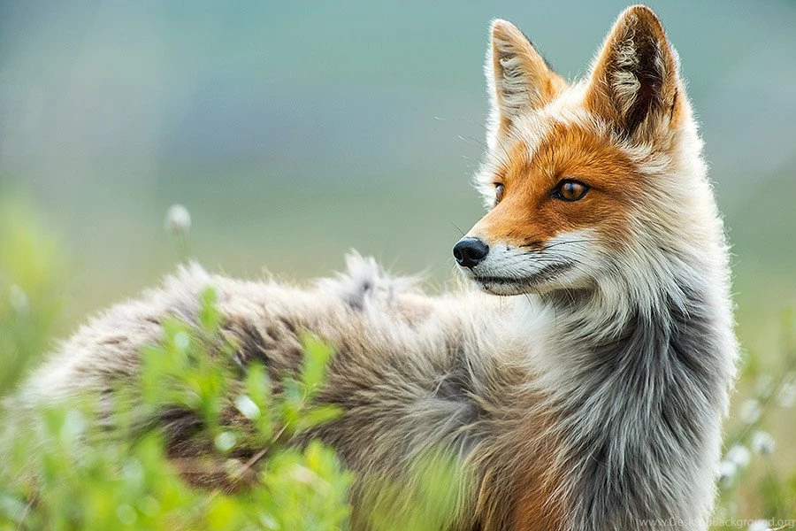 My Adorable Fox Wallpapers Collection. Album On Imgur